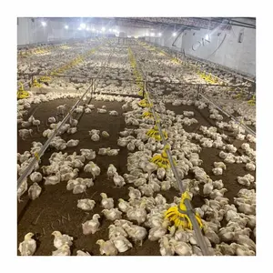 High Quality Wholesale Chicken Farm Poultry Supplies In The Philippines