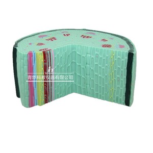 Modèle de tige de plante monocotylédonée Qinghua, instrument pédagogique scientifique pour l'enseignement de la biologie au collège et au lycée. - Product Image 4