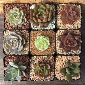 Granulés d'akadama de qualité supérieure 3-6mm 6-9mm 9-12mm pour la culture de bonsaïs, l'enracinement des succulentes et le <span class=keywords><strong>substrat</strong></span> pour reptiles - Sac de 14L - Product Image 5