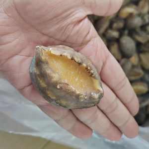 Yeni gelen dondurulmuş Abalone yarım kabuk Abalone et Alalone et - Product Image 1
