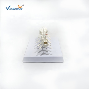 Modelo de Columna Lumbar Canina, Modelo de Enseñanza de Anatomía de Vértebras Lumbares Caninas - Product Image 5