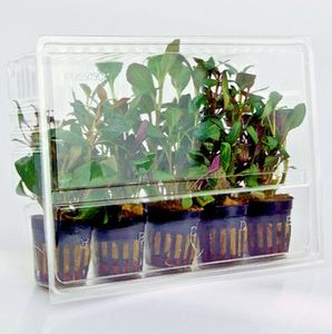 Boîte d'emballage de plantes Boîte d'emballage de plantes vivantes en plastique Emballage à clapet pour plantes vivantes - Product Image 6