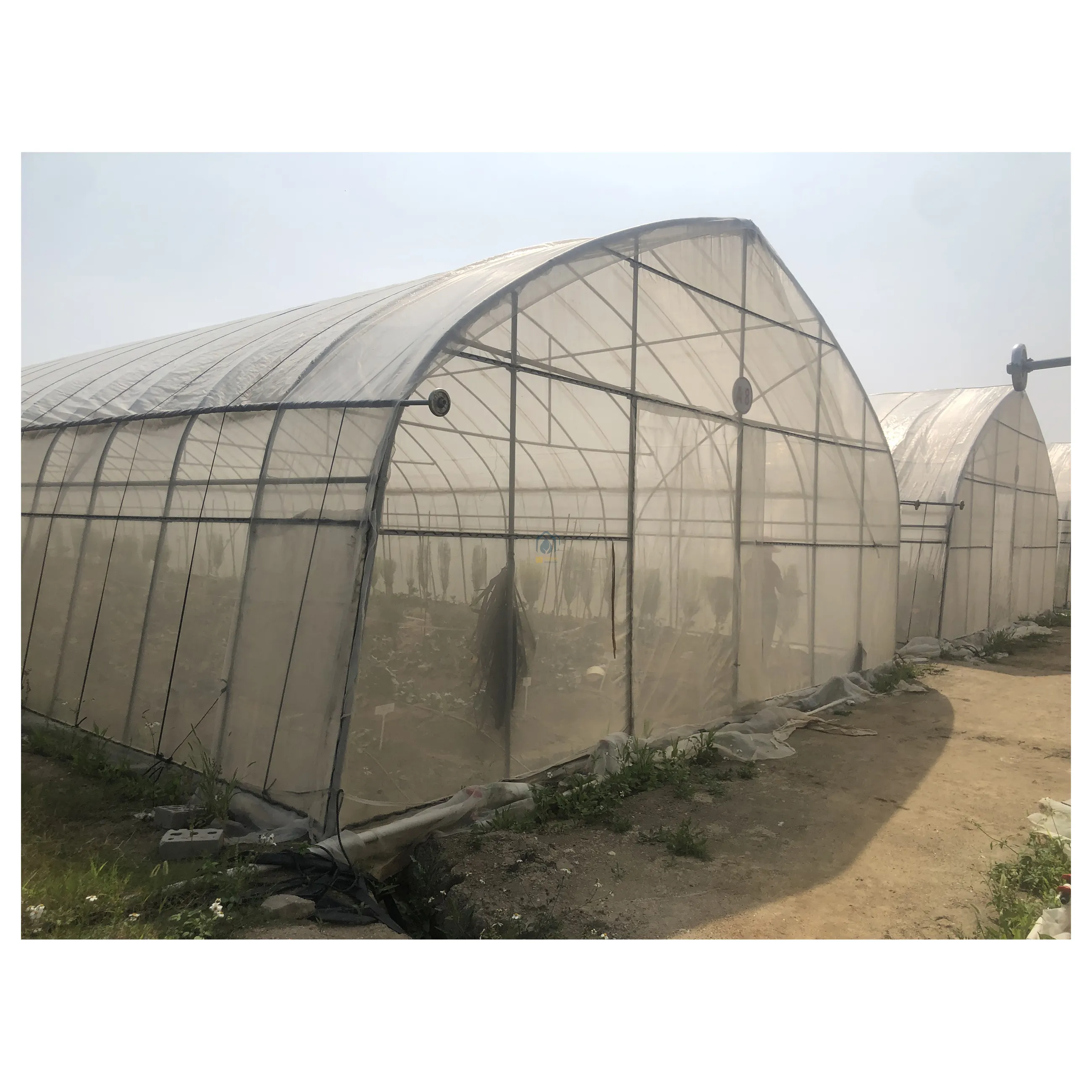 Low cost hydroponic growing Tunnel Plastic multi span Film Polyhouse Green house