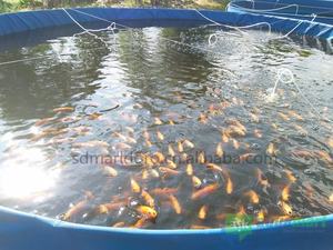 Tanque <span class=keywords><strong>de</strong></span> Cultivo <span class=keywords><strong>de</strong></span> Tilapia en Biofloc, Tanque <span class=keywords><strong>de</strong></span> Lona <span class=keywords><strong>de</strong></span> PVC para Cultivo <span class=keywords><strong>de</strong></span> Camarones, Gran Venta - Product Image 2