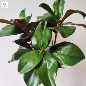 Mini Foglia di Magnolia Artificiale a Stelo Singolo 62cm con Effetto Realistico per Decorazione Casa e Paesaggistica Esterna - Product Image 1