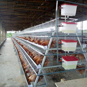 Cage à poules pondeuses de <span class=keywords><strong>type</strong></span> A, galvanisée à chaud, 3/4 niveaux, pour poules pondeuses, équipement d'élevage avicole - Product Image 1