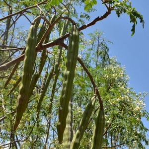 HL- Cold pressed Moringa oleifera minyak biji murni pemasok, 1kg, grosir minyak Moringa organik Virgin untuk wajah, Rambut & kulit | Tidak halus - Product Image 5