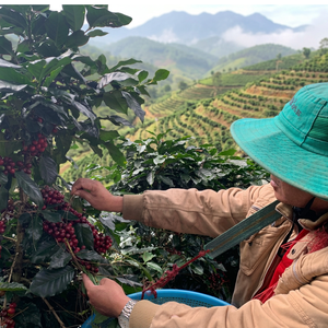 Free sample Premium Quality Roasted <b>Coffee</b> <b>Beans</b> Specialty Arabica Natural Organic OEM Vietnamese <b>Coffee</b> 0.25 kg Export to world - Product Image 2