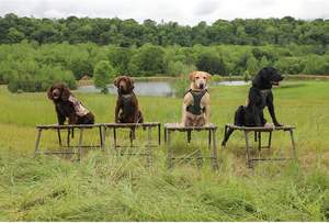 Free Sample Nylon Pet <b>Harness</b> <b>for</b> <b>Small</b> Medium <b>Dogs</b> Reflective Solid Pattern Puppy Vest Walking Lead Leash Oxford Mesh Fashion - Product Image 2