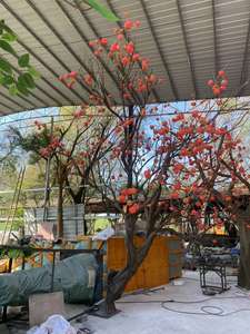 <span class=keywords><strong>Arbre</strong></span> artificiel en fibre de verre de style chinois, imitant un <span class=keywords><strong>kaki</strong></span>, pour la décoration intérieure d'hôtels - Product Image 3