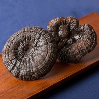 Grote hoeveelheden gedroogde zwarte Reishi-paddenstoel (Ganoderma sinense), gekweekt, natuurlijk, eetbaar.