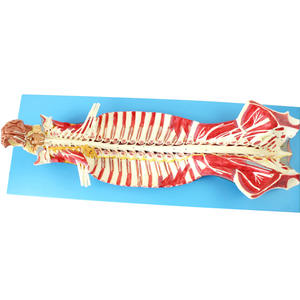 Anatomiemodel Van Het Menselijk Wervelkanaal Met Zenuwen In Het Ruggenmerg-Voor Anesthesie En Minimaal Invasieve Lumbaal Onderwijs - Product Image 5