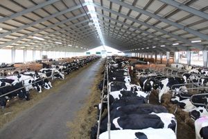 Sıcak satış çelik sığır ahır yüksek kaliteli çelik inek ahır satılık maliyet etkin kutup ahır - Product Image 3