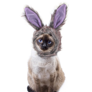 Kingtale Pet <span class=keywords><strong>Hat</strong></span> New Cartoon Moose Antler Style Muchos colores de la cubierta de la cabeza de la mascota Sombrero para gato y perro - Product Image 4