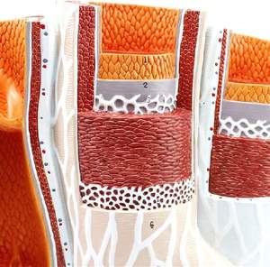 Model pembuluh darah pendidikan 14 kali pembesaran struktur arteri Model anatomi Model pembuluh darah anatomis - Product Image 4