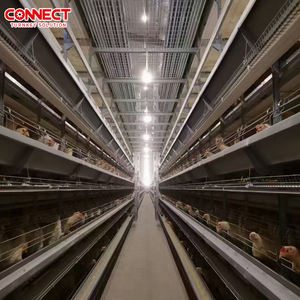 Sistema de Jaulas en Batería Tipo H para 50000 Aves de Corral, Alimentación Automática para Pollos de Engorde, Línea de Cría a Gran Escala - Product Image 5