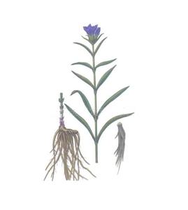 Erigeron breviscapus ผง98% สกัดจาก breviscapin - Product Image 4