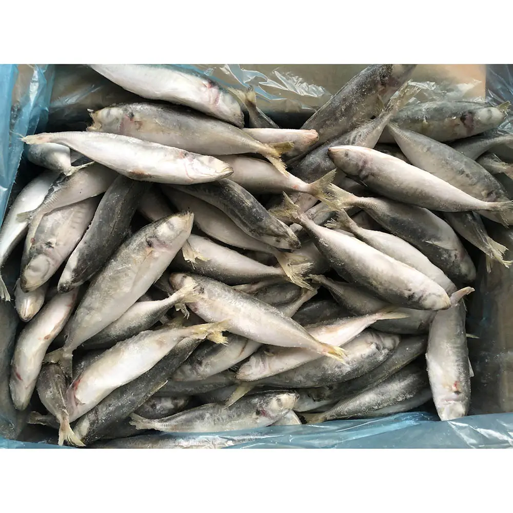 Vente en gros emballage en vrac vente en gros scad rond entier congelé poisson scad rond petits yeux d'exportation de chine