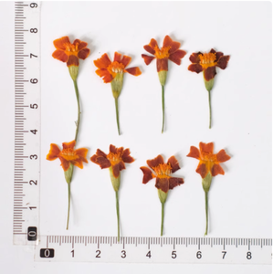 Tagetes ดอกไม้กับสาขา <span class=keywords><strong>DIY</strong></span> ทำพืชธรรมชาติเป็นมิตรกับสิ่งแวดล้อมดอกไม้แห้งกด - Product Image 5
