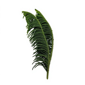 Ramas Frescas de <span class=keywords><strong>Araucaria</strong></span> Niloticosa para Decoración Floral de Bodas y Navidad, Planta Acuática Verde Fresca para el Festival de Primavera - Product Image 1