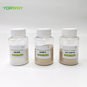 Thức ăn khô men thức ăn phụ gia Saccharomyces cerevisiae bột cho thức ăn chăn nuôi đường ruột sức khỏe - Product Image 5