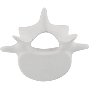 Custom Logo Vertebrae Pu Stress Relievers Stress Toy Stress <b>Ball</b> - Product Image 2