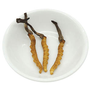 Jamur Kering Berkualitas Tinggi <span class=keywords><strong>Cordyceps</strong></span> Sinensis Liar - Product Image 2