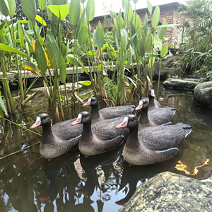 Señuelo de Ganso Flotante Realista, Plegable, de EVA, para Caza de Aves Acuáticas y Actividades de Simulación de Caza al Aire Libre - Product Image 1