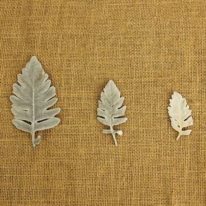 Venta al por mayor Hojas de flores de plata preservadas <span class=keywords><strong>Senecio</strong></span> Cineraria Hojas preservadas - Product Image 3