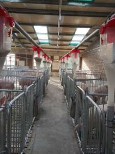 Automatic Pig Feed Line System For Hog <b>Farm</b> Livestock Feeding Equipment - Product Image 4