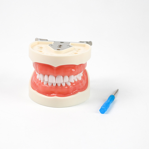 Modelo de Demostración Dental Estándar de 32 Dientes, Herramientas de Enseñanza y Entrenamiento de Odontología y Estomatología - Product Image 1