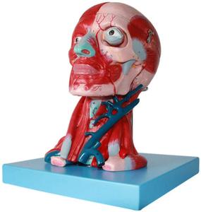 Natural grande cabeça humana e pescoço modelo do músculo <span class=keywords><strong>vascular</strong></span> fixado modelo cérebro - Product Image 4