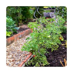 <span class=keywords><strong>Piquets</strong></span> <span class=keywords><strong>de</strong></span> <span class=keywords><strong>tomates</strong></span> <span class=keywords><strong>en</strong></span> <span class=keywords><strong>bois</strong></span> <span class=keywords><strong>en</strong></span> acier galvanisé tige <span class=keywords><strong>en</strong></span> spirale <span class=keywords><strong>de</strong></span> tomate <span class=keywords><strong>en</strong></span> acier pour plant <span class=keywords><strong>de</strong></span> tomate - Product Image 3