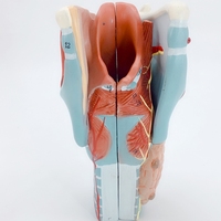Modèle d'anatomie laryngée Élargissement 2x Modèle d'anatomie laryngée humaine Modèle de thyroïde laryngée de gorge