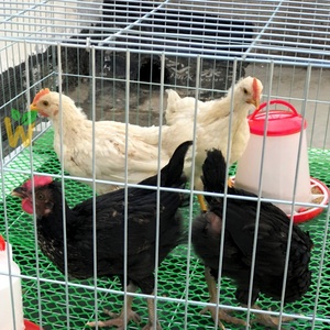 Jaula Genérica para Gallos 50x50 de Alta Resistencia, Galvanizada, de Malla Soldada para Aves de Corral, Gallinas y Gallos - Product Image 2