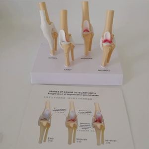 KyrenMed-Patológico Canino Stifle Rodilla Modelo 4 Etapas Perro Rodilla Articular Osteoporosis <span class=keywords><strong>Animal</strong></span> <span class=keywords><strong>Esqueleto</strong></span> para Anatomía Canina - Product Image 3