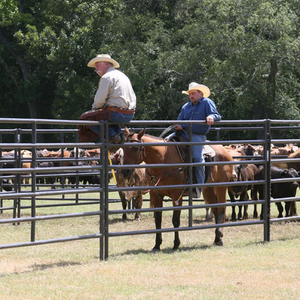 Rollos de cercas para agricultura/ganado: protección de granjas sudafricanas con soluciones de cercas de primera calidad - Product Image 6
