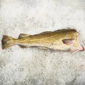 Bacalao Antártico congelado Pescado entero Captura salvaje IQF Carne blanca de mar profundo Piel de pescado en marisco limpio Bloque de almacenamiento en frío - Product Image 5