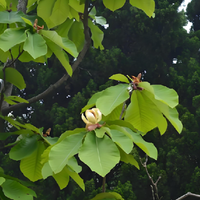 Honokiol Magnolol naturel certifié GMP extrait de magnolia officinalis de qualité alimentaire emballé sous vide emballage de tambour écorce partie utilisée