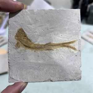 Thực tự nhiên lycoptera Cá hóa thạch tấm từ liaoning Trung Quốc-cổ điển jehol biota hóa thạch, hiển thị chi tiết mảnh số lượng lớn - Product Image 2
