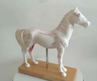 Maniquí Veterinario para Diagnóstico de Caballos, Recursos de Enseñanza y Entrenamiento en Acupuntura Animal, para Escuelas de Veterinaria, con Certificación CE/ISO