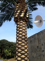 Arbre Paysager Palmier Datte Artificiel Palmier Datte Arabie Saoudite Dattes Extérieures à Dubaï