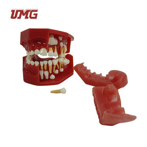Modèle bébés de dents permanentes, appareil médical pédiatrique, de 5 à 9 ans, nouveau, pour le développement dentaire, modèle anatomique - Product Image 2