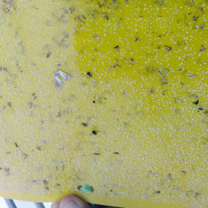 Appât liquide écologique efficace aux phéromones des mouches blanches, Trialeurodes Vaporariorum, attractant pour la lutte antiparasitaire en serre et en extérieur - Product Image 4