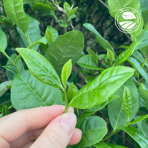 Clqq China Famous <strong>Tea</strong> BX02 80g Organic Silver Needle Sparrow Tongue Green <strong>Tea</strong> Wholesale Chinese Green <strong>Tea</strong> - Product Image 6