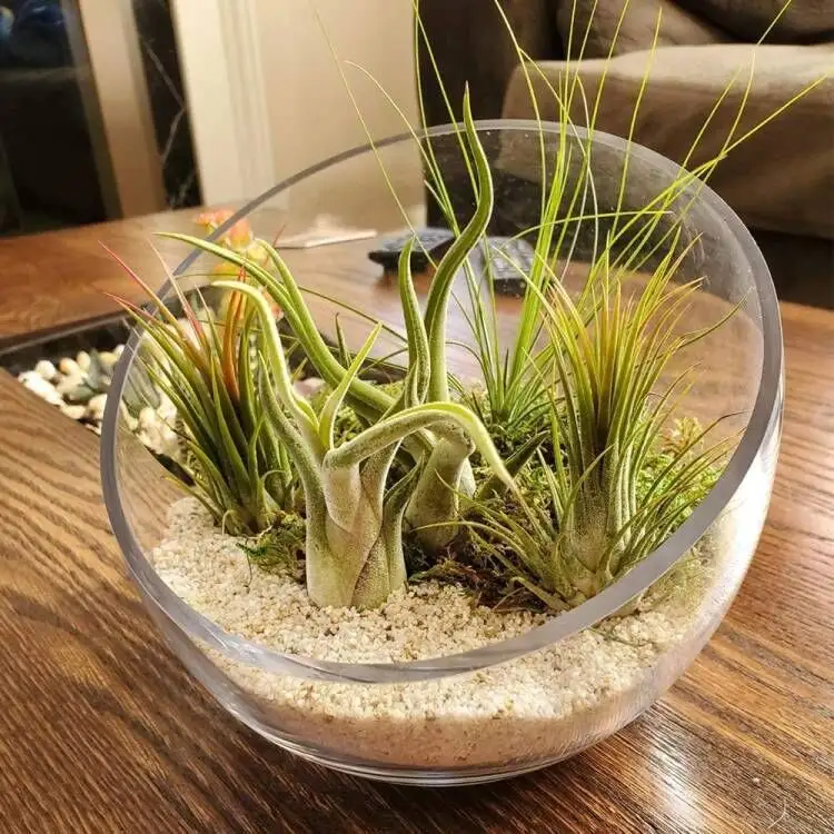 Vases ronds de bureau transparents, terrarium à poisson, bol en verre