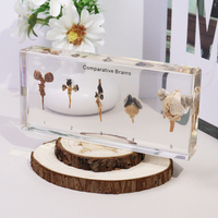 Cérébraux Comparatifs Taxidermés en Résine – Spécimen Taxidermique d'Animaux Réels – Jouets Éducatifs pour le Lycée