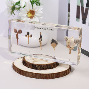 Véritable spécimen de résine animale taxidermie cerveaux comparatifs jouets éducatifs pour le lycée - Product Image 2