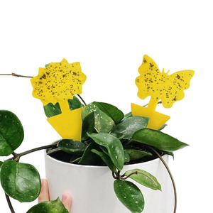 Garden Sticky <b>Fly</b> <b>Trap</b> Fruit <b>Fly</b> <b>Indoor</b> Sticky Insect Glue <b>Traps</b> Yellow Sticky Fruit <b>Fly</b> <b>Trap</b> Sticker - Product Image 1