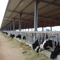 Hangar d'élevage d'animaux en acier préfabriqué à faible coût toit isolé chèvre mouton hangar vache maison agricole